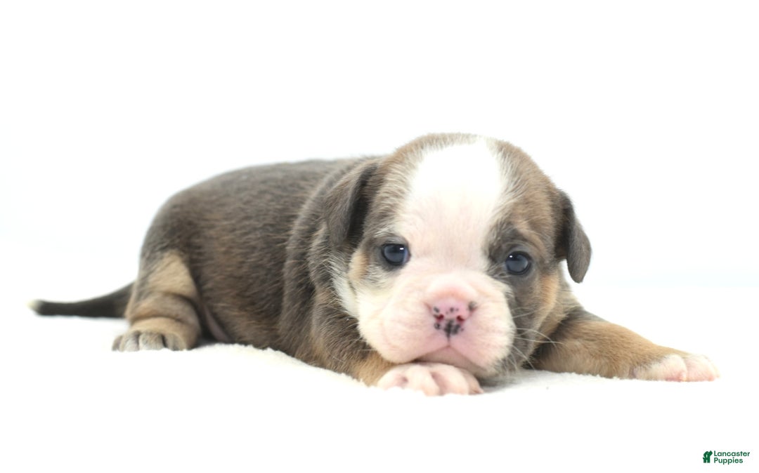 Mixed Breed dogs for sale: Savanna Tiny mini bulldog  - Ad 15