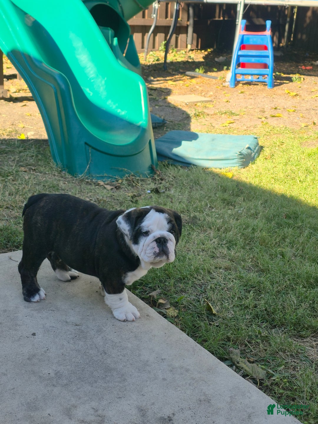 English Bulldog dogs for sale: Panda - Ad 2