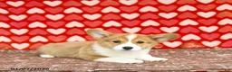 Welsh Corgi Pembroke dogs for sale: Mandy - Ad 9