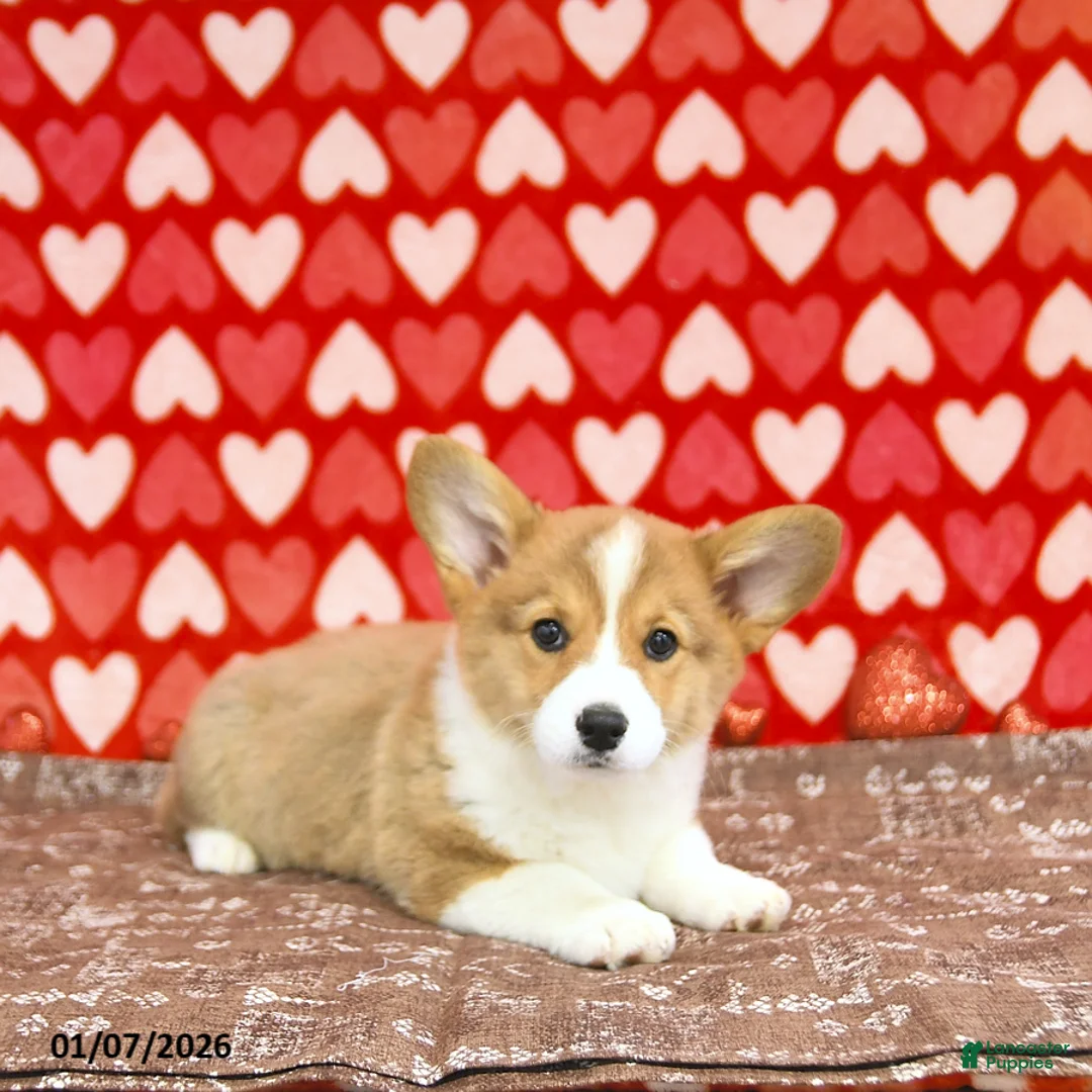 Welsh Corgi Pembroke dogs for sale: Mandy - Ad 9