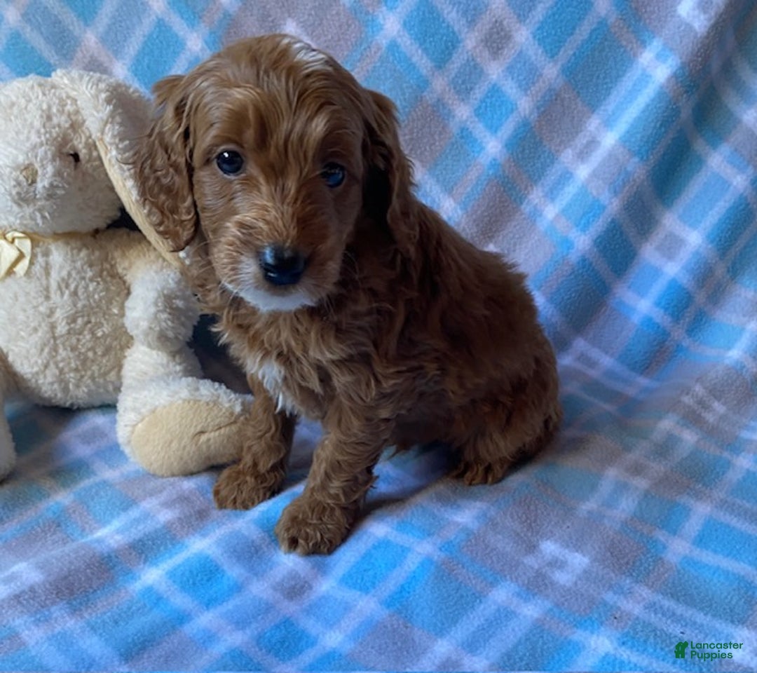 Mini Goldendoodle dogs for sale: Chipper - Ad 3