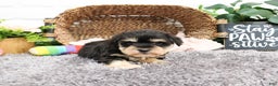 Miniature Schnauzer dogs for sale: Isabella - Ad 2