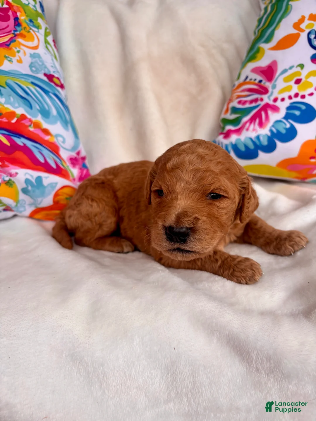Goldendoodle dogs for sale: Goldendoodle Puppy 3 - Ad 2