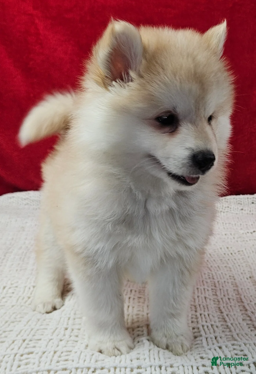 Pomsky dogs for sale: Sandy - Ad 3