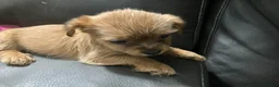 Mixed Breed dogs for sale: Honey - Ad 4