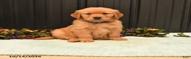 Baron