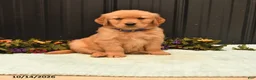Golden Retriever dogs for sale: Baron - Ad 1