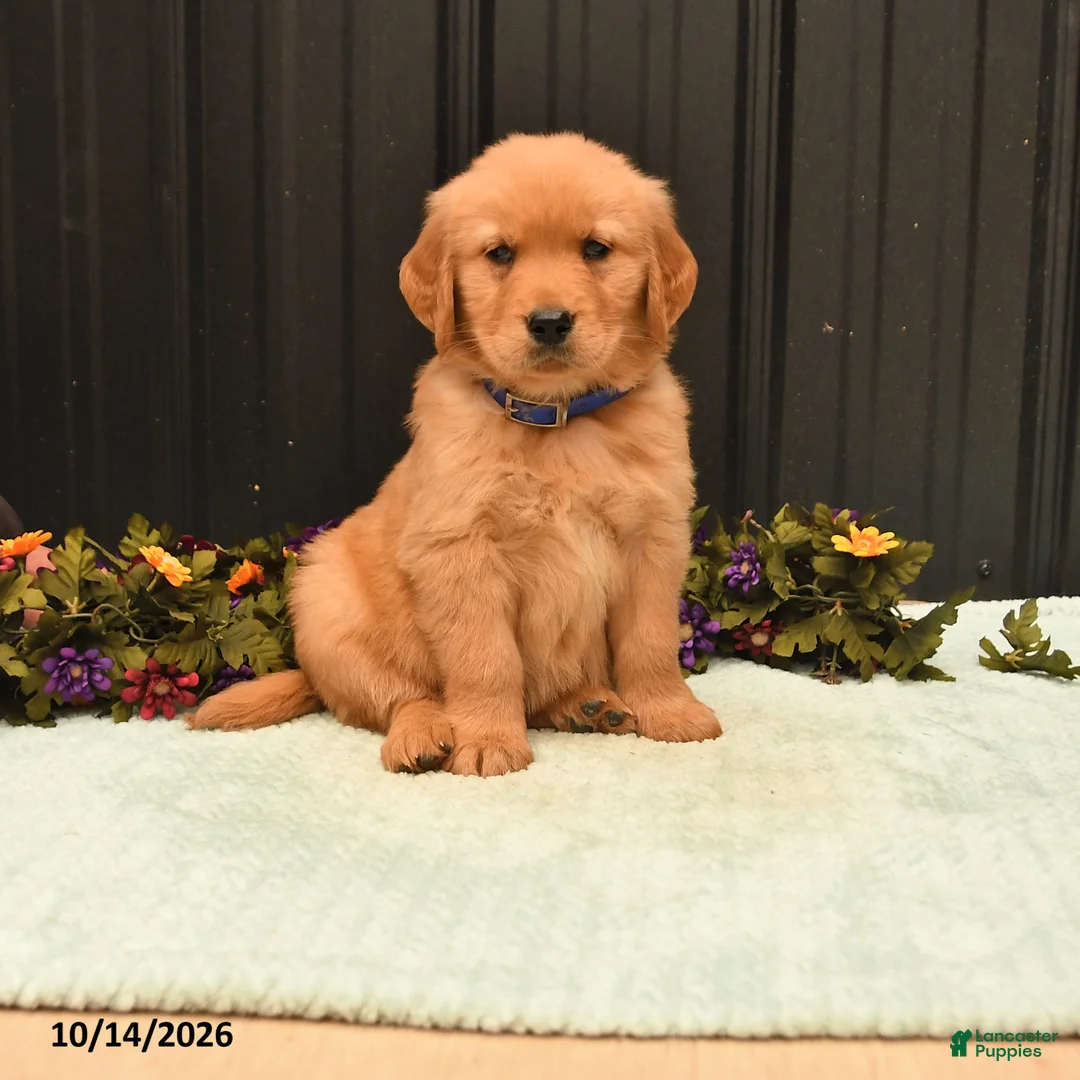 Golden Retriever dogs for sale: Baron - Ad 1