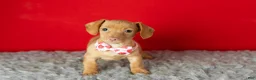 Miniature Dachshund dogs for sale: Chloe  - Ad 2