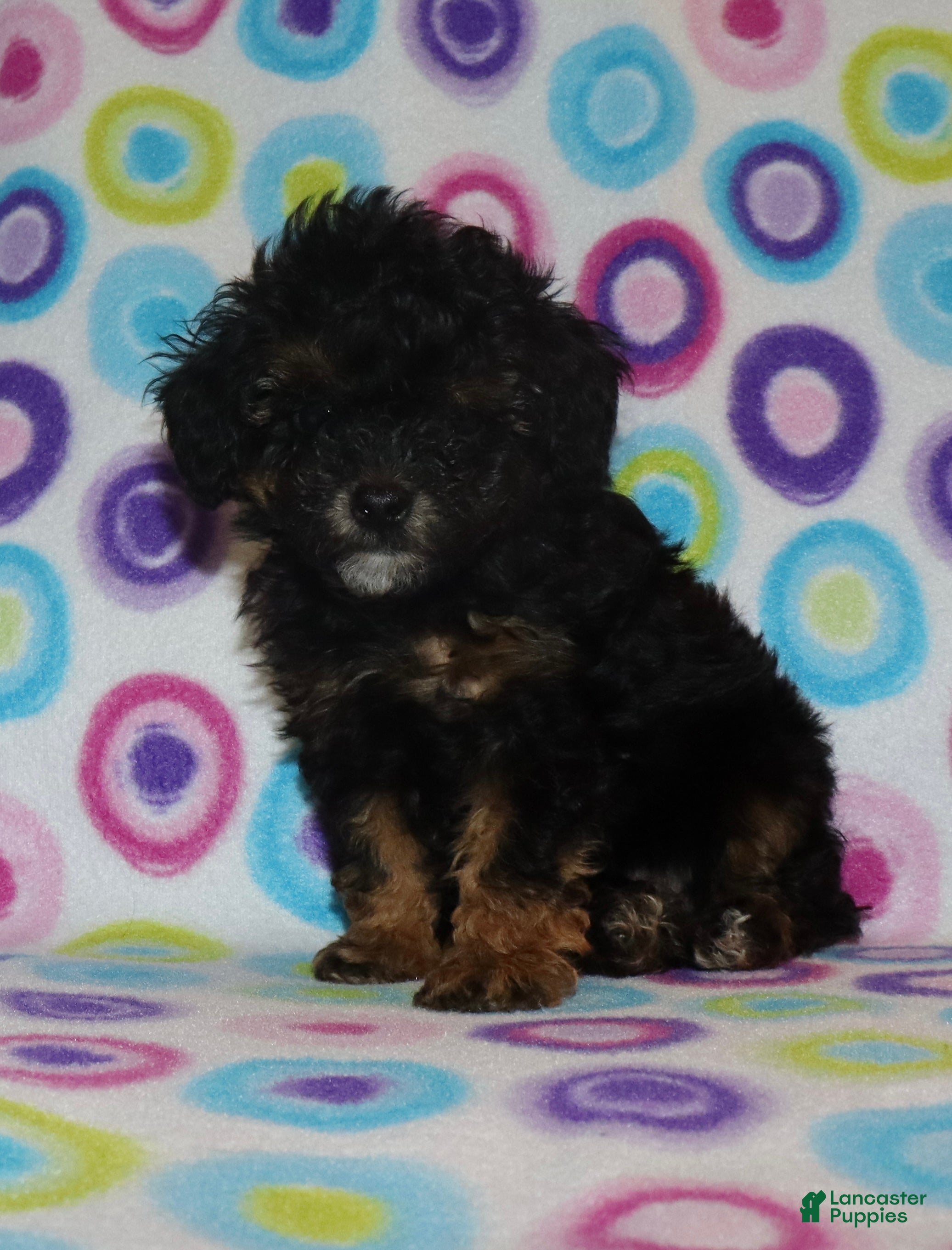 Miniature Poodle dogs Harlee’s phantom male - Ad 12