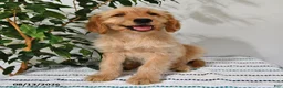 Goldendoodle dogs for sale: Caramel - Ad 3