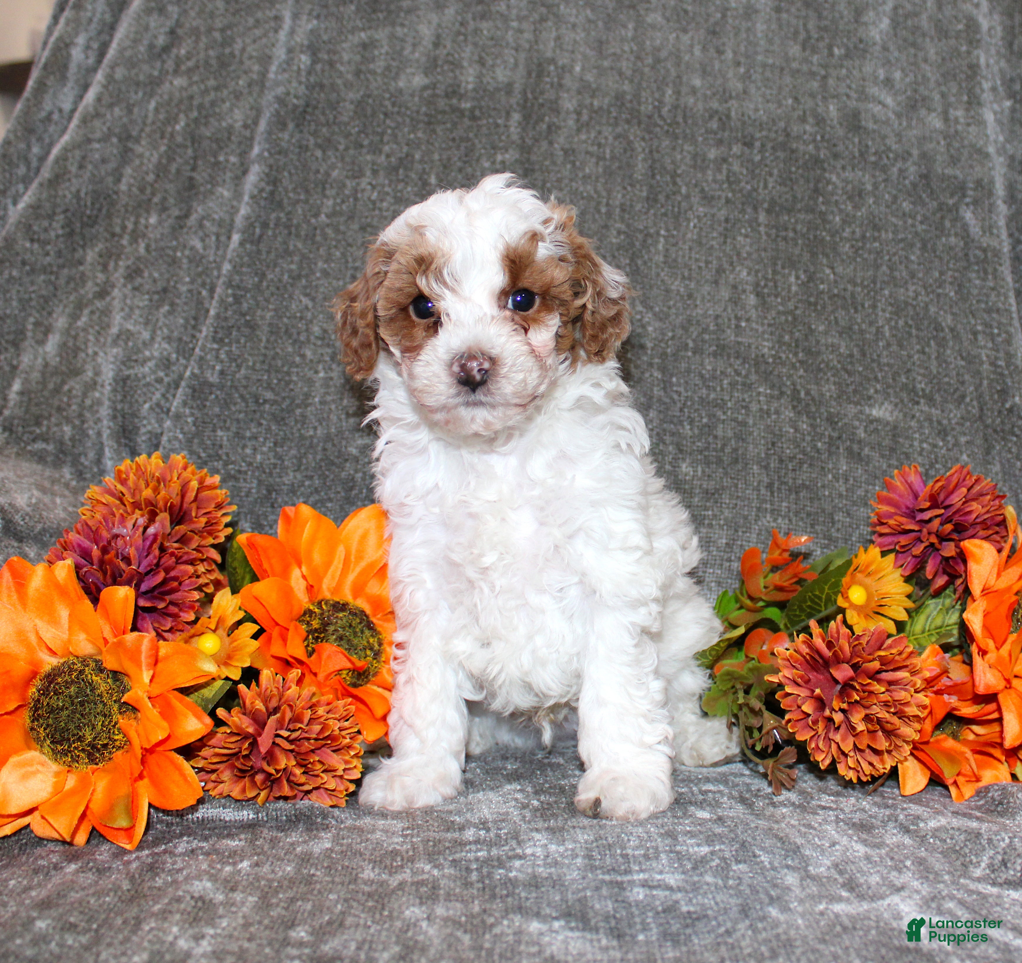 Yorkiepoo dogs Kenny - Ad 5