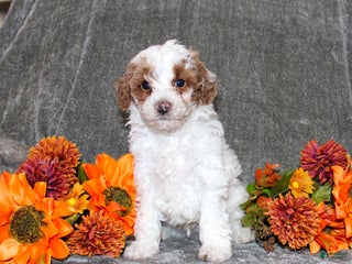Yorkiepoo dogs Kenny - Ad 13