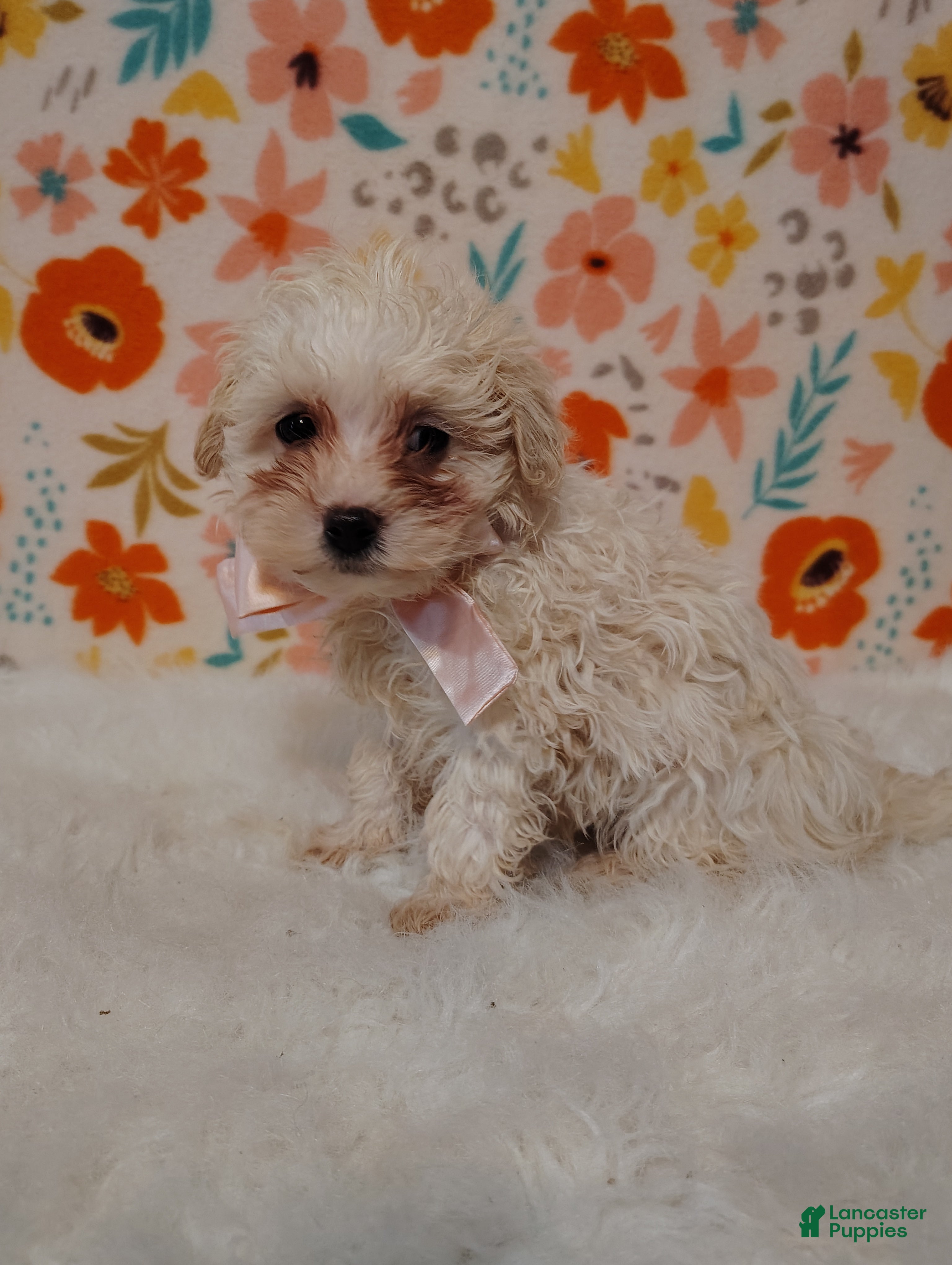 Maltipoo dogs Dixie - Ad 1
