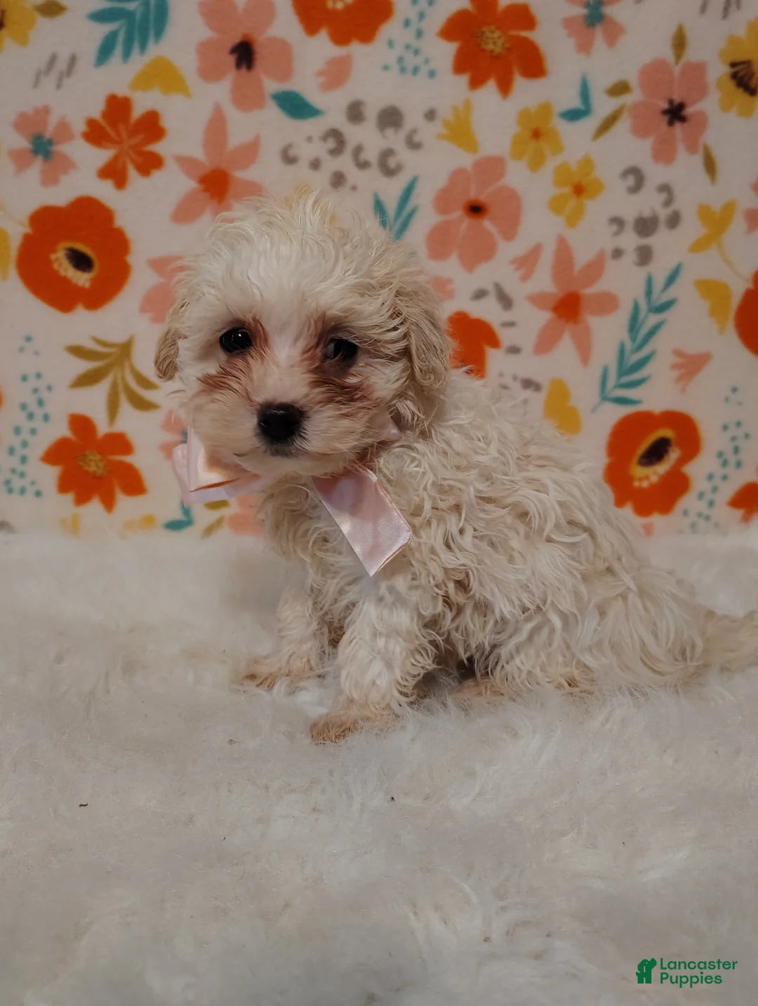 Maltipoo dogs for sale: Dixie - Ad 1