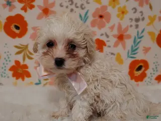 Maltipoo dogs for sale: Dixie - Ad 4