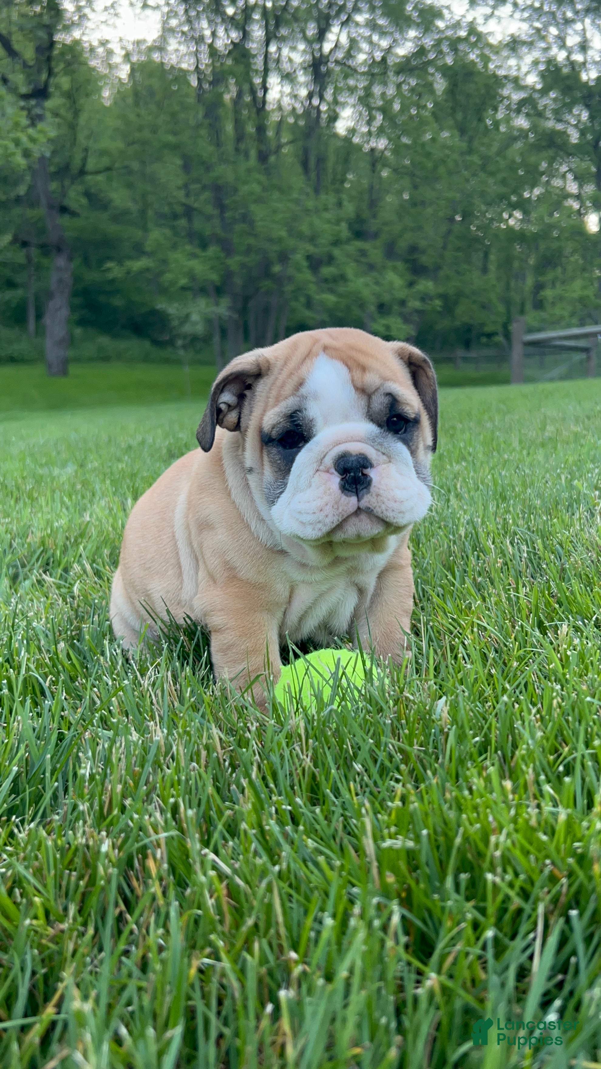 English Bulldog dogs Victor - Ad 2