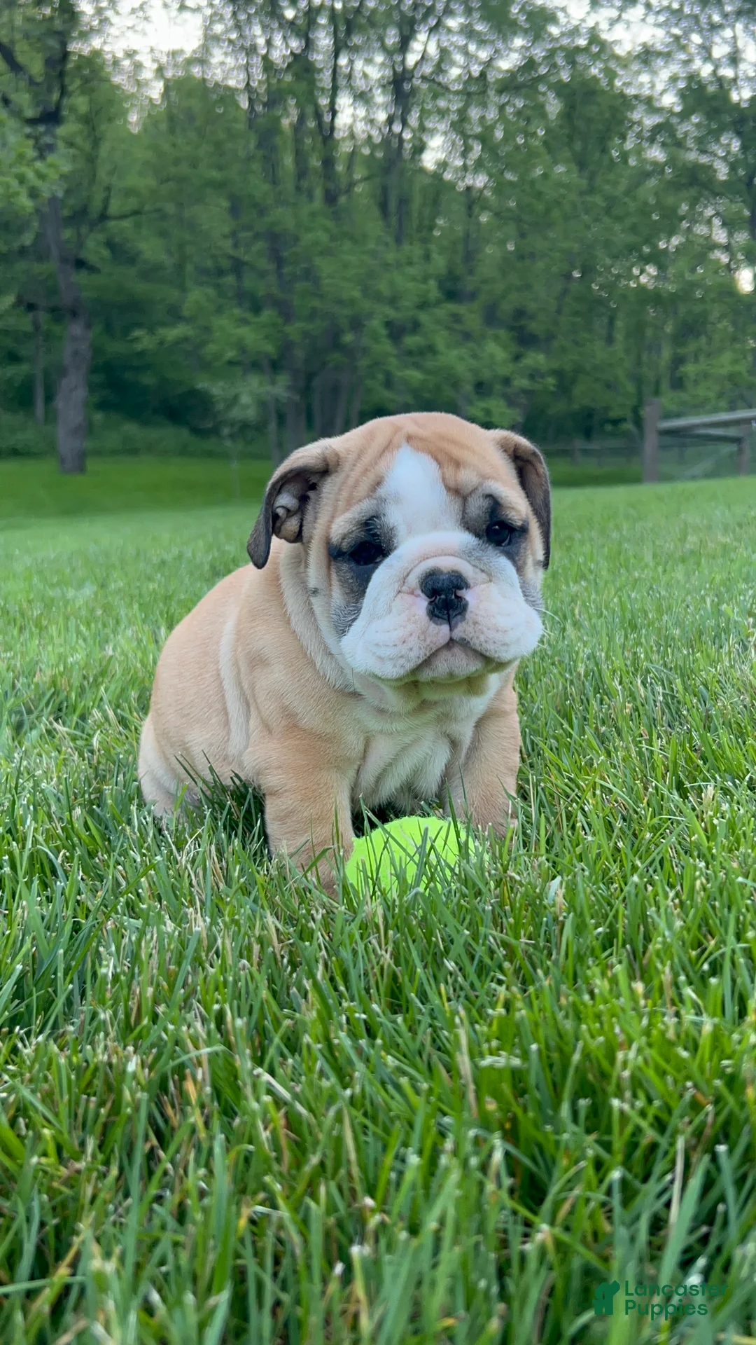 English Bulldog dogs for sale: Victor - Ad 2