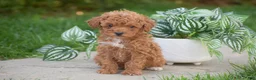 Miniature Poodle dogs for sale: Gabriella - Ad 3