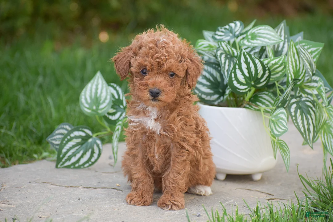 Miniature Poodle dogs for sale: Gabriella - Ad 3