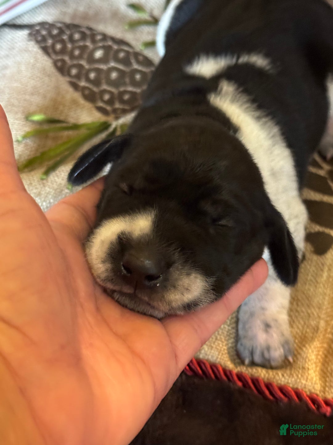 German Shorthaired Pointer dogs for sale: German Shorthaired Pointer Puppy 2 - Ad 1