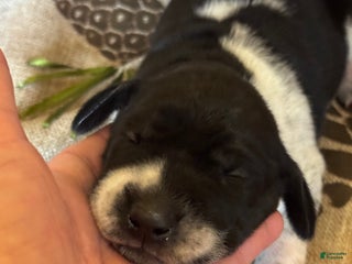 German Shorthaired Pointer dogs German Shorthaired Pointer Puppy 2 - Ad 1