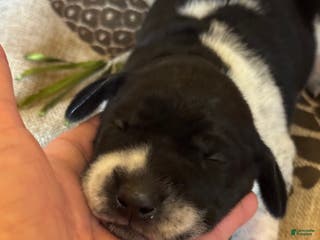 German Shorthaired Pointer dogs German Shorthaired Pointer Puppy 2 - Ad 19