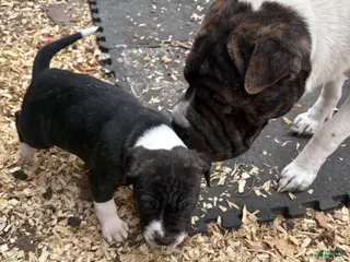 Mixed Breed dogs Mixed Breed Puppy 2 - Ad 31