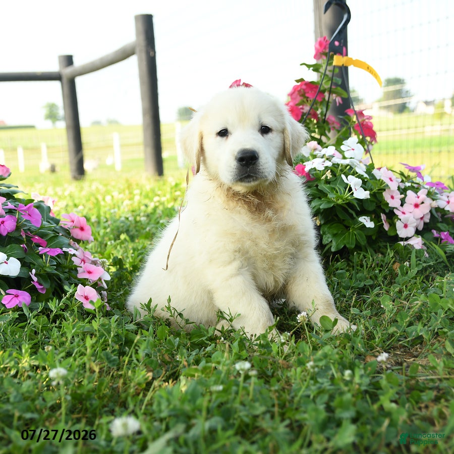 Golden Retriever dogs for sale: Sterling - Ad 1
