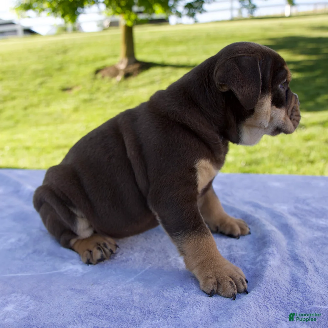 Beabull dogs for sale: Sheila - Ad 2