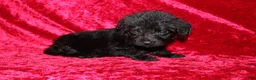 Doxiepoo dogs for sale: Doxiepoo Flower - Ad 1