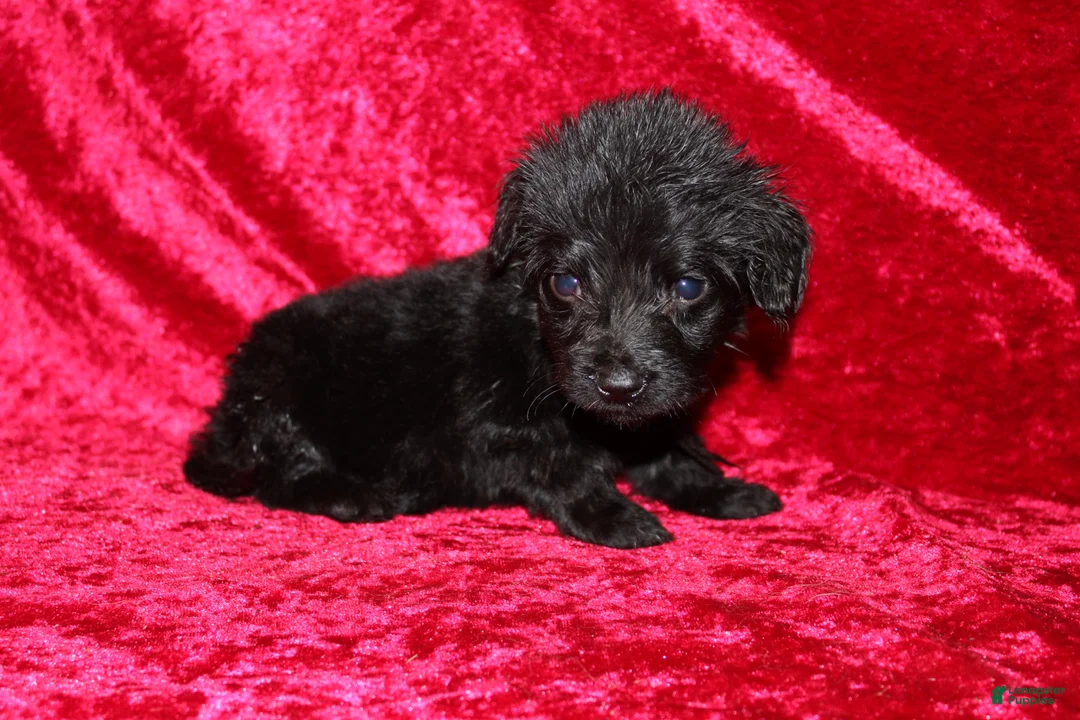 Doxiepoo dogs for sale: Doxiepoo Flower - Ad 1