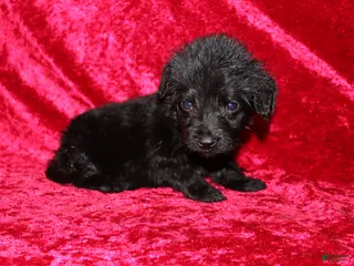 Doxiepoo dogs Doxiepoo Flower - Ad 9