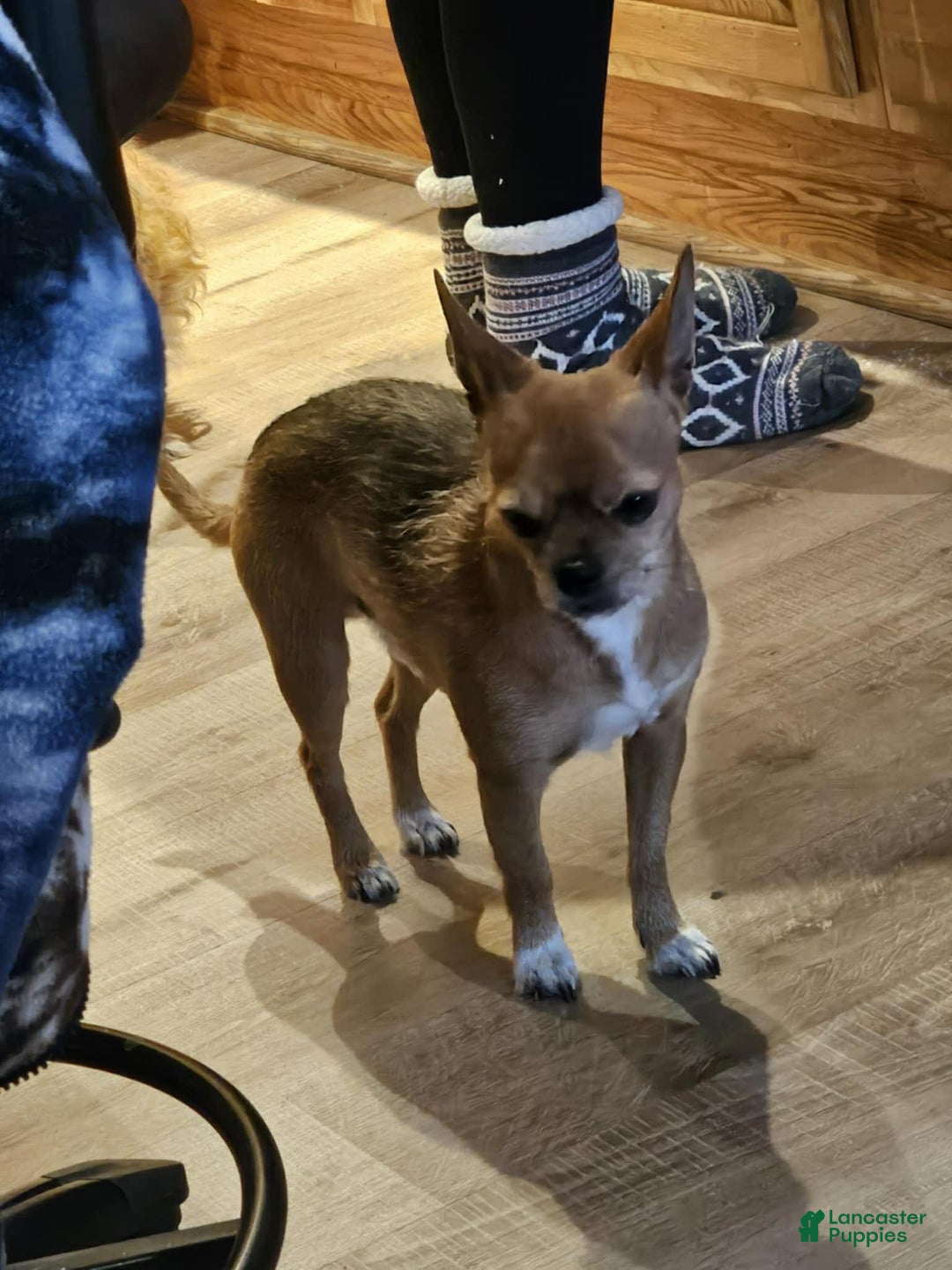 Gallery Image {{count}}