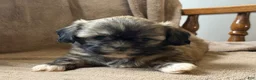 Shih Tzu dogs for sale: Caya - Ad 8