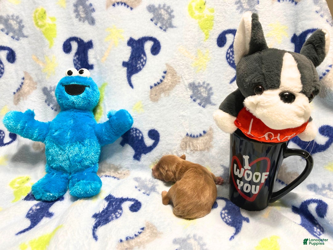 Labradoodle dogs for sale: Bear - Ad 2