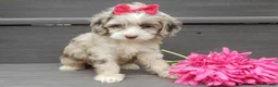 Cockapoo dogs for sale: Jane - Ad 6