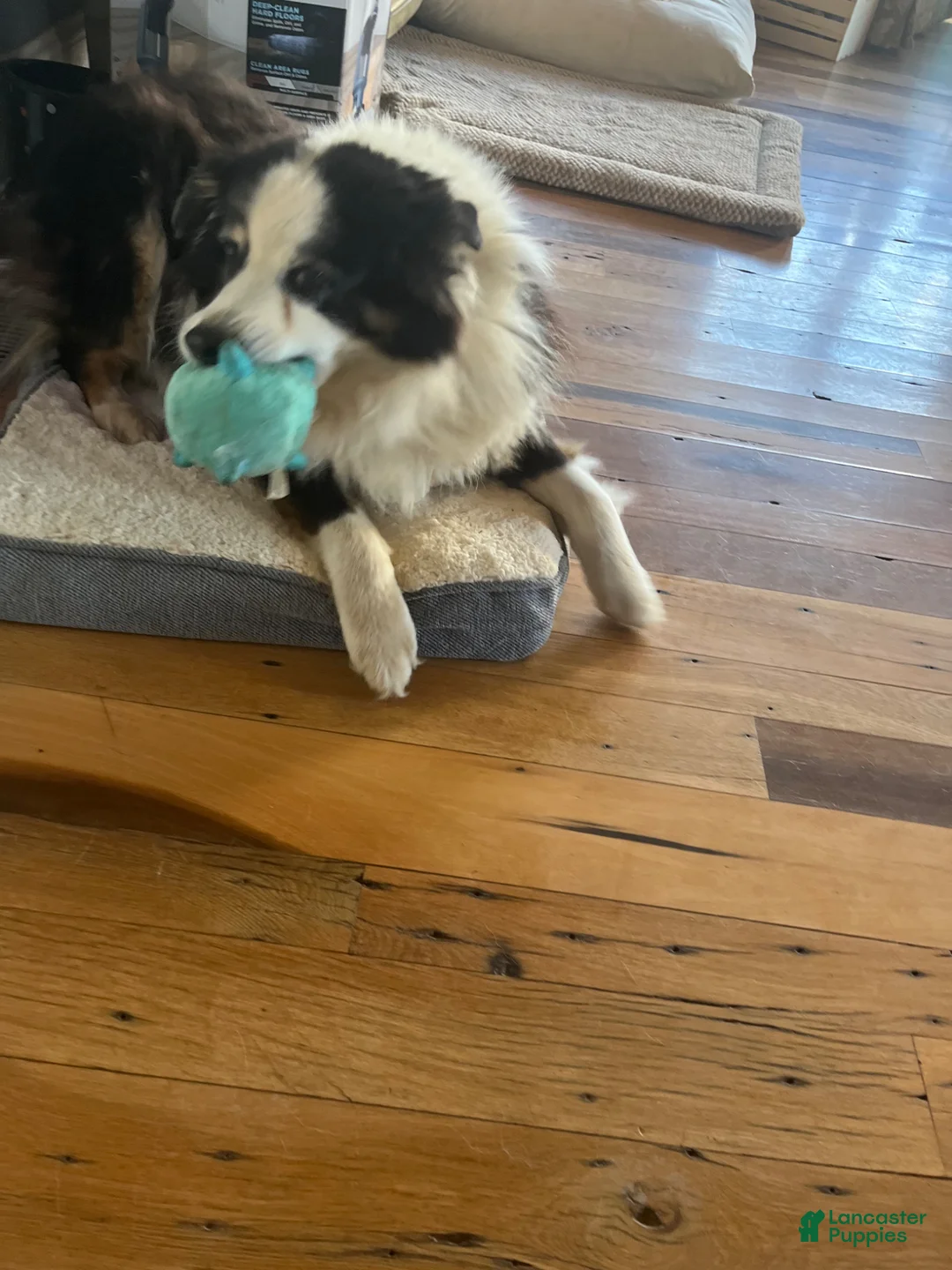 Australian Shepherd dogs for sale: GRIT - Ad 8