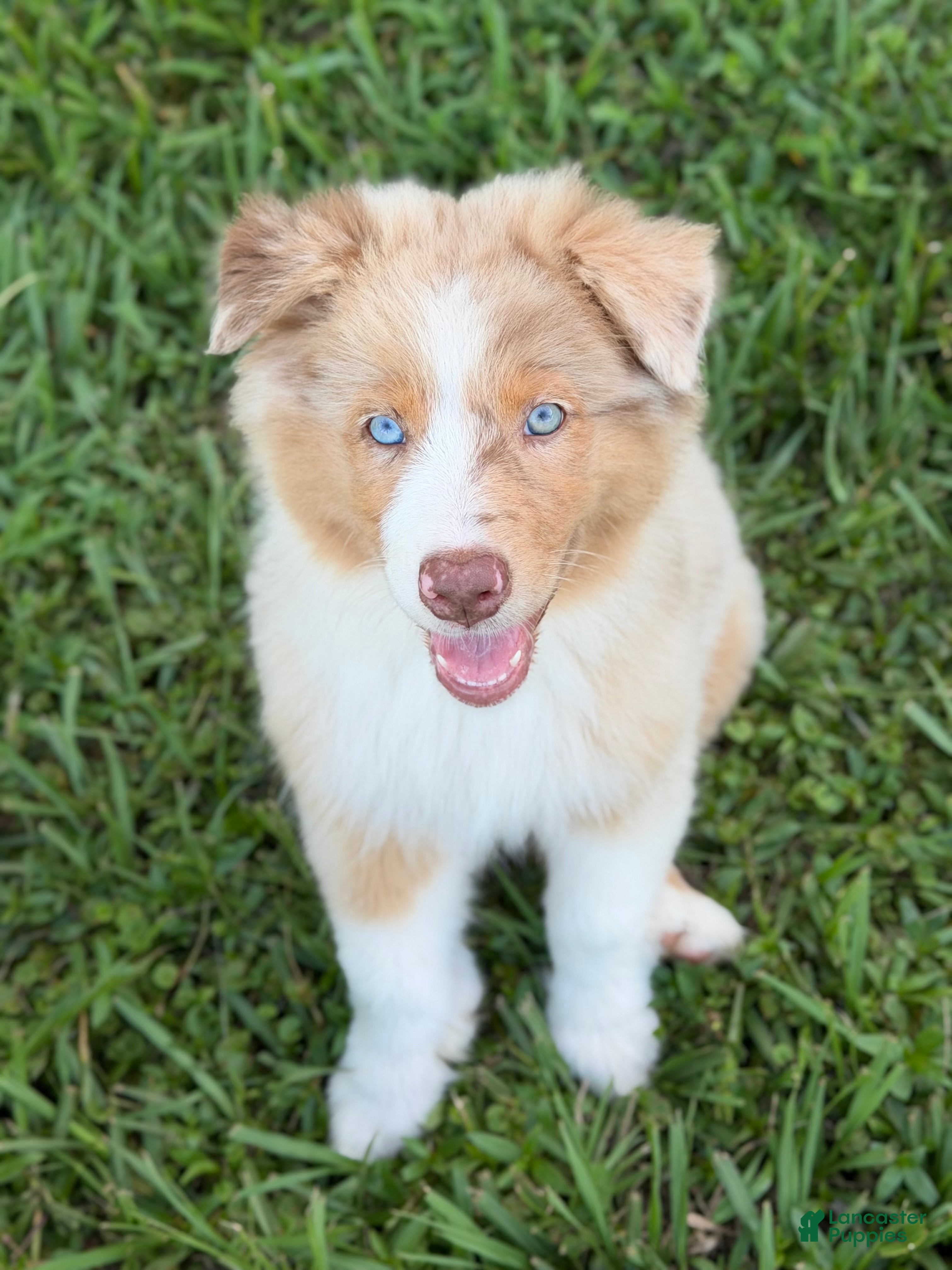 Australian Shepherd dogs AKC 1 Alex - Ad 1