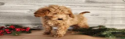 Mini Goldendoodle dogs for sale: Dover - Ad 2