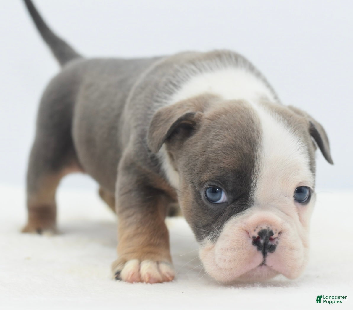 Mixed Breed dogs Deuce! Bulldog hybrid  - Ad 9