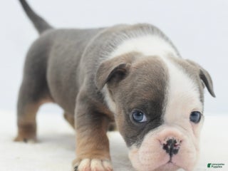 Mixed Breed dogs Deuce! Bulldog hybrid - Ad 4