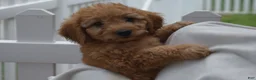 Goldendoodle dogs for sale: Maverick-Male - Ad 2