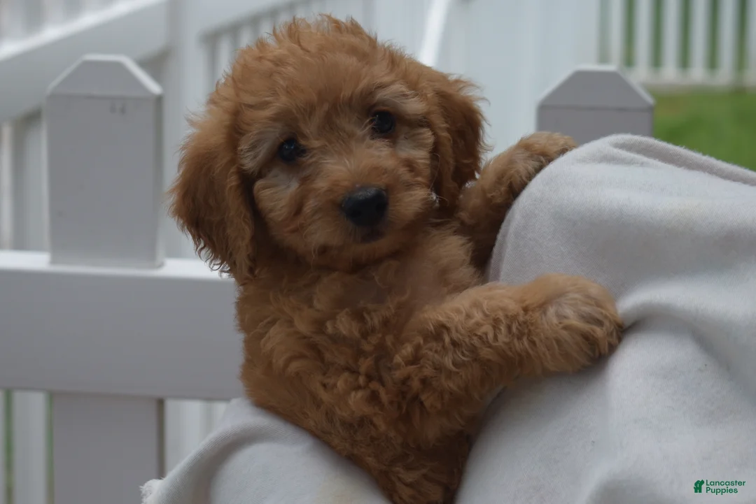 Goldendoodle dogs for sale: Maverick-Male - Ad 2