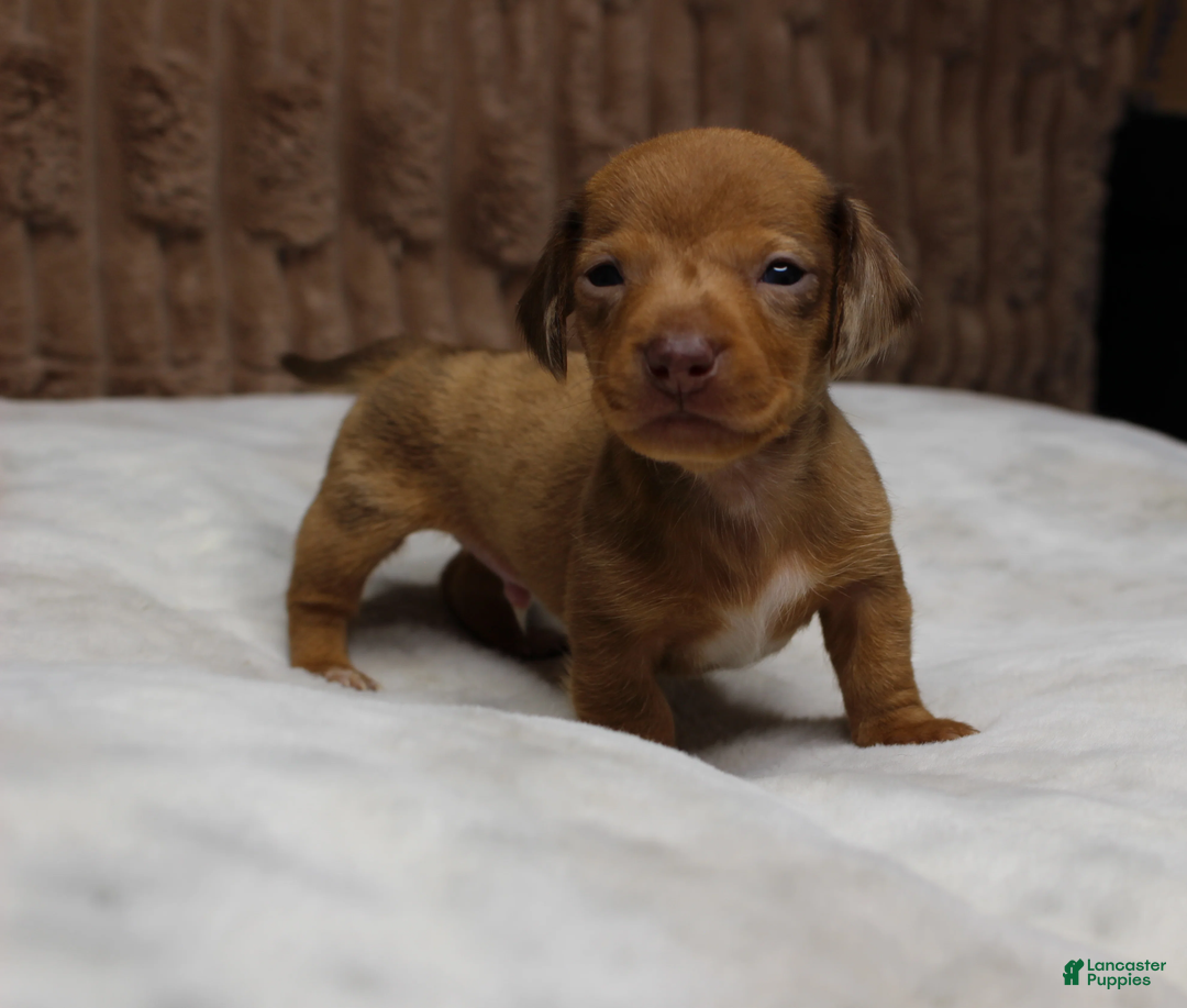 Miniature Dachshund dogs for sale: Tank - Ad 1