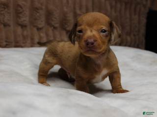 Miniature Dachshund dogs Tank - Ad 13