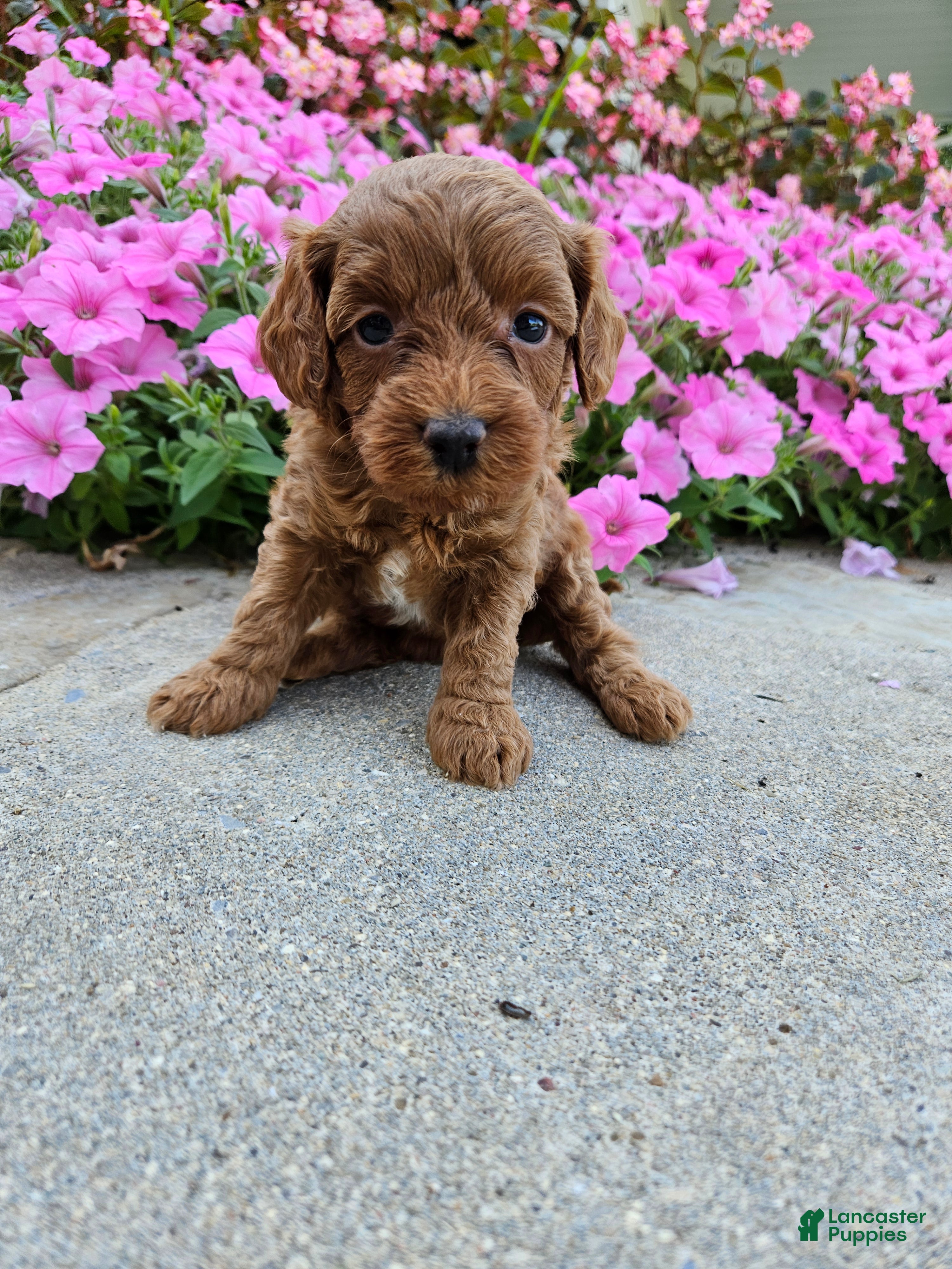 Cavapoo dogs Grace - Ad 15