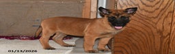 Belgian Malinois dogs for sale: Diesel - Ad 1