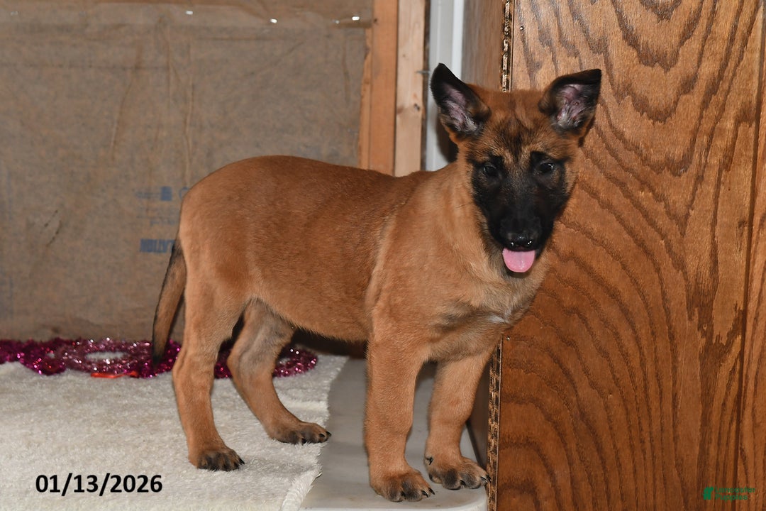 Belgian Malinois dogs for sale: Diesel - Ad 1