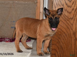 Belgian Malinois dogs Diesel - Ad 17